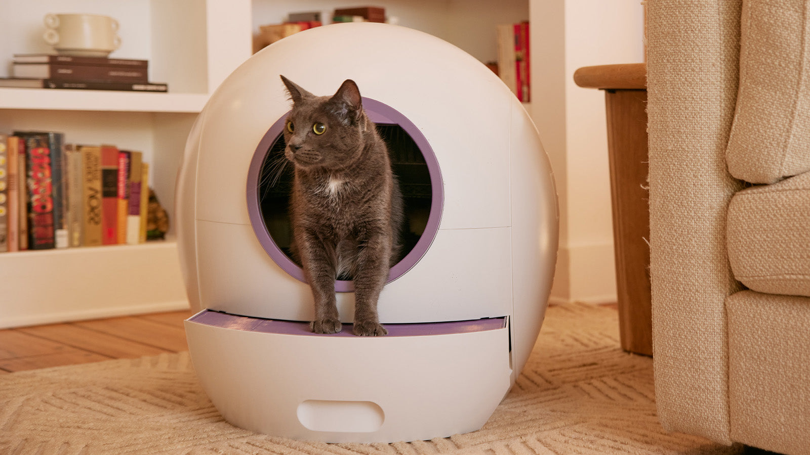 How to Choose the Best Place for a Litter Box Top Tips for Optimal