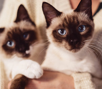The Best Litter Box for Multiple Cats: Solutions for Multi-Cat Households
