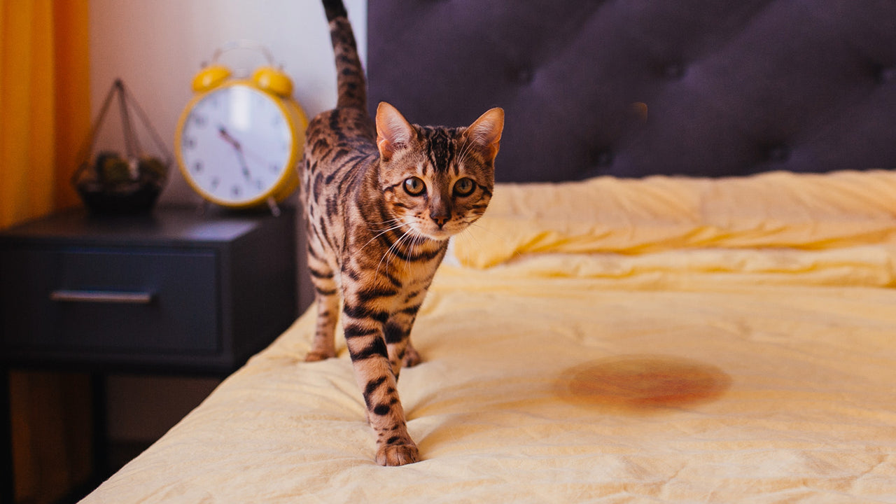 Cats With Urinary Incontinence After Age 15 photo