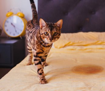 Understanding Cat Incontinence: How to Care for an Incontinent Cat ...