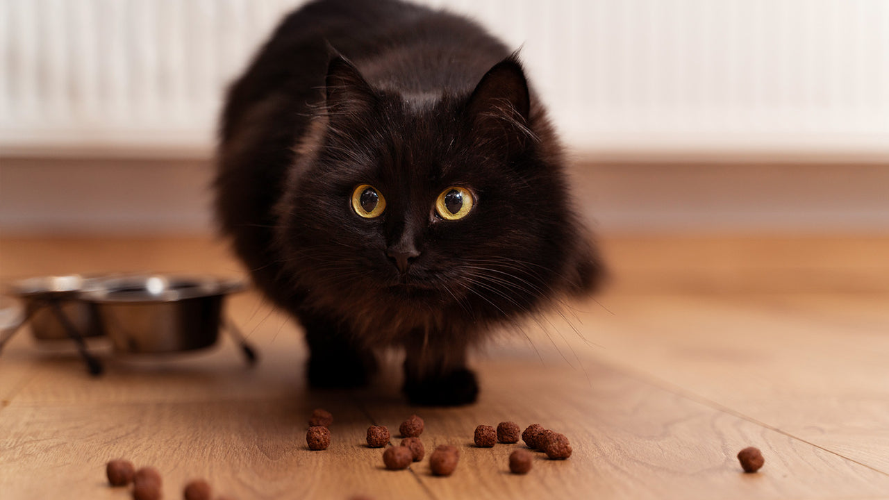 Why Cats Kick Litter Everywhere Understanding and Managing the Behavi