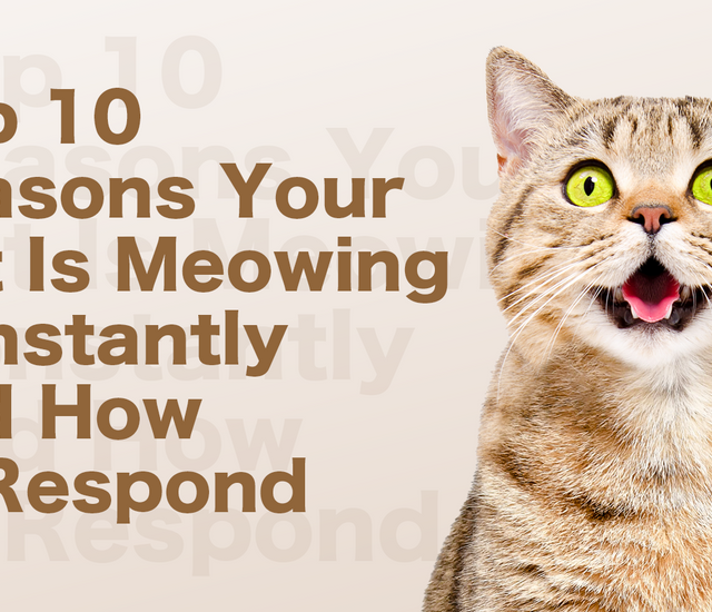 Picture of Top 10 Reasons Your Cat Is Meowing Constantly and How to Respond ...