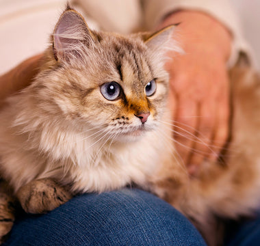 Understanding Cat Incontinence: How to Care for an Incontinent Cat ...