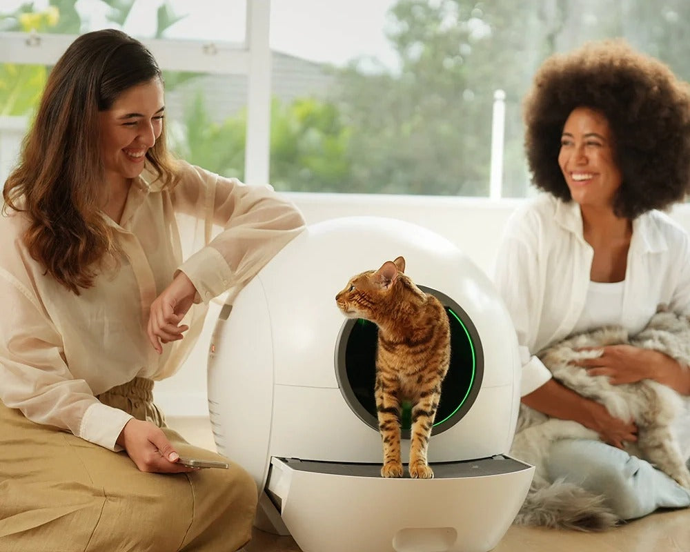 How to Get cat to Use Automatic Litter Box elspet