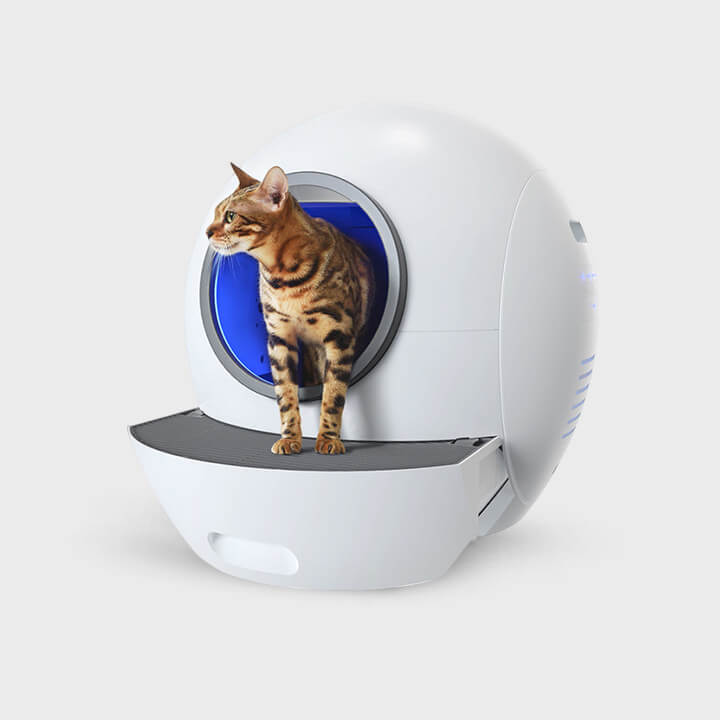 How to Get cat to Use Automatic Litter Box elspet